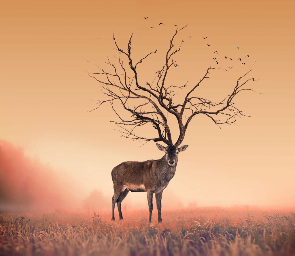 Buy photo wallpaper with a deer - Wallpaper