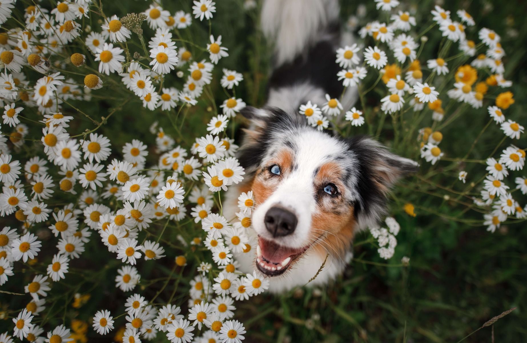 Wallpaper Mural - Australian shepherd among flowers - Photo Wallpaper