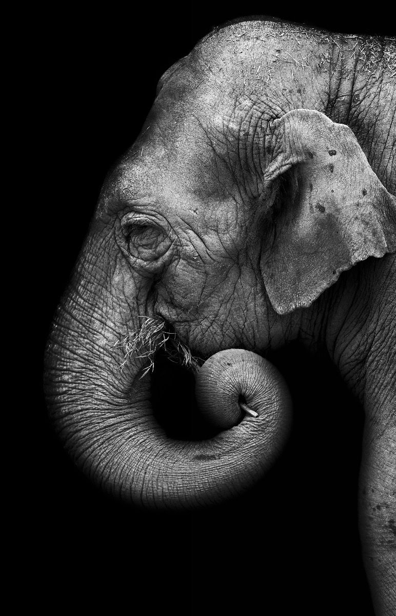 Elephant portrait - Wallpaper