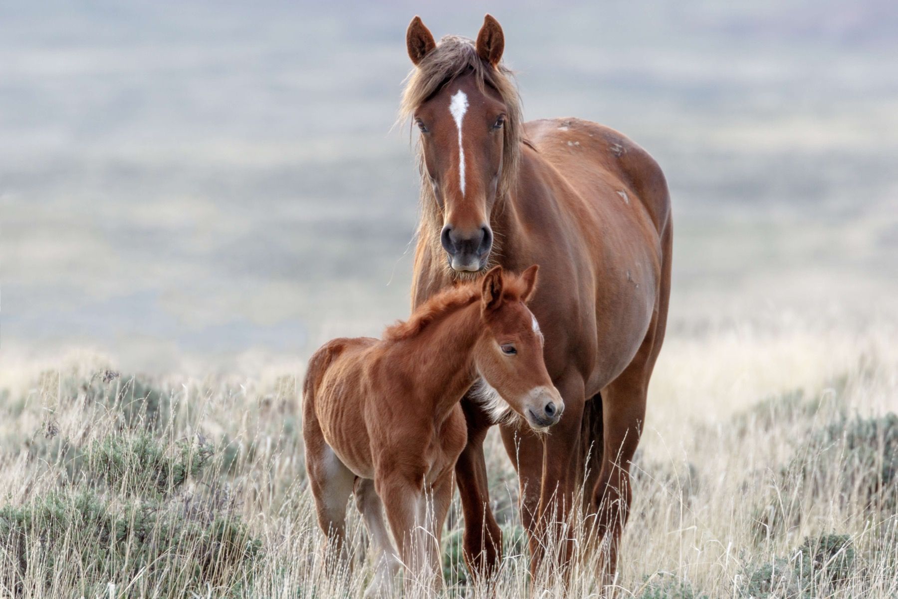 WILD outlet HORSES GRAZING Wall Mural Wallpaper