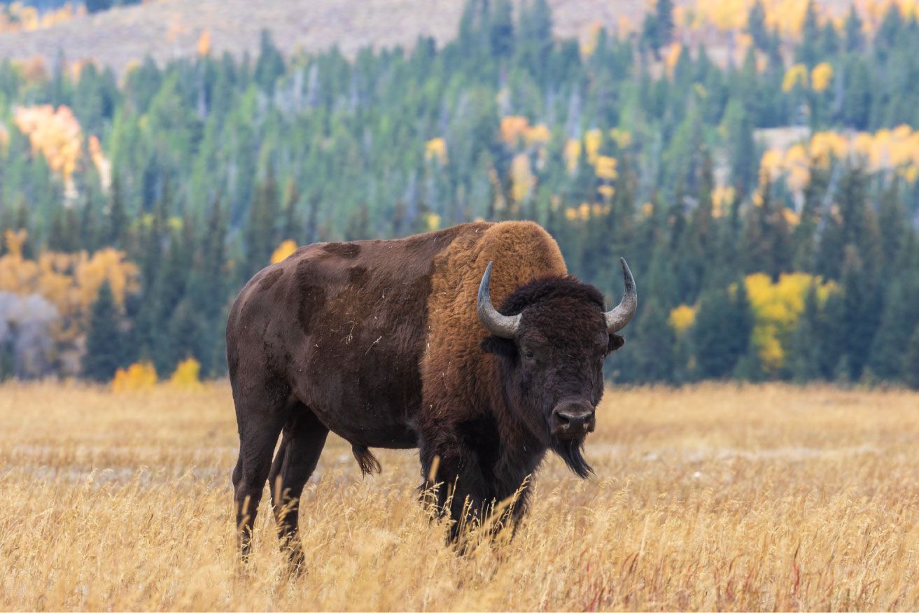 American buffalo - Wallpaper