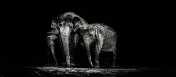baby elephant wallpaper black and white