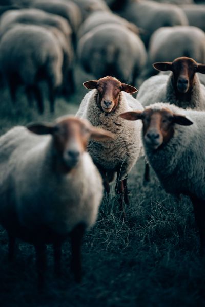 HD wallpaper: herd of sheep on green grass field during daytime, flock of  sheep | Wallpaper Flare