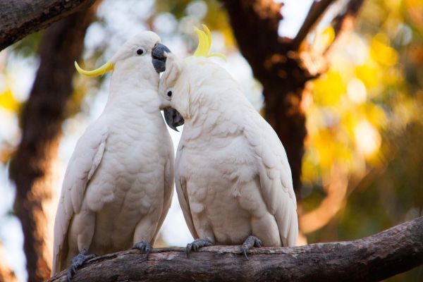 340+ Moluccan Cockatoo Stock Photos, Pictures & Royalty-Free Images - iStock