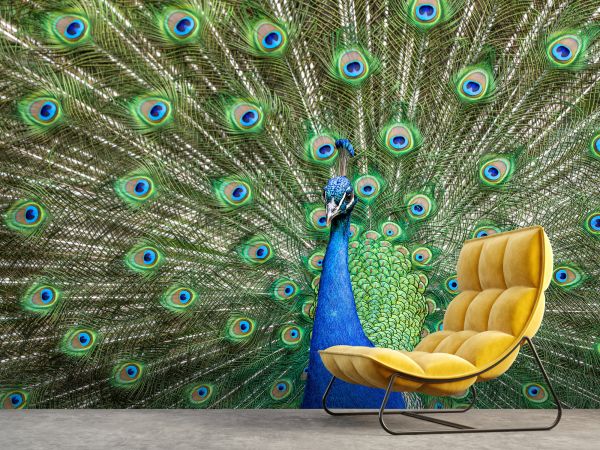 Laminated Peacock Feathers Spread Plumage Colorful Peacock Photo Peacock  Decor Wall Art Peacock Wall Art Bird Prints Bird Pictures Wall Decor  Feather