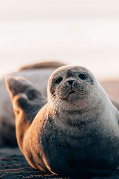 Wallpaper Sea animal, seals, underwater, sunshine 3840x2160 UHD 4K Picture,  Image