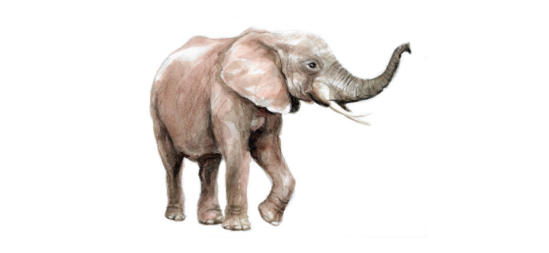 Elephant of watercolor - Wallpaper