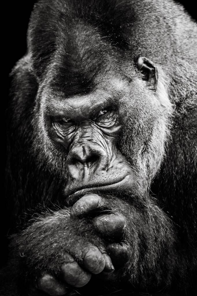 Gorilla Orange Wallpaper - Cool Gorilla Wallpapers for iPhone 4k