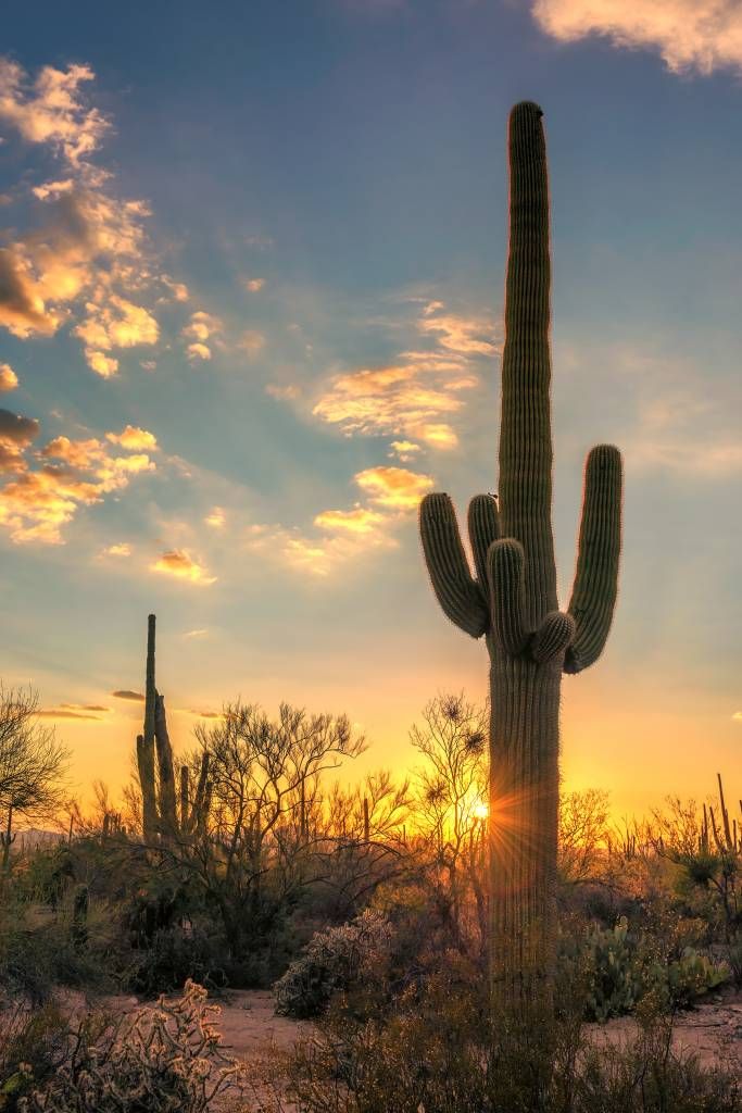 cactus sunset background