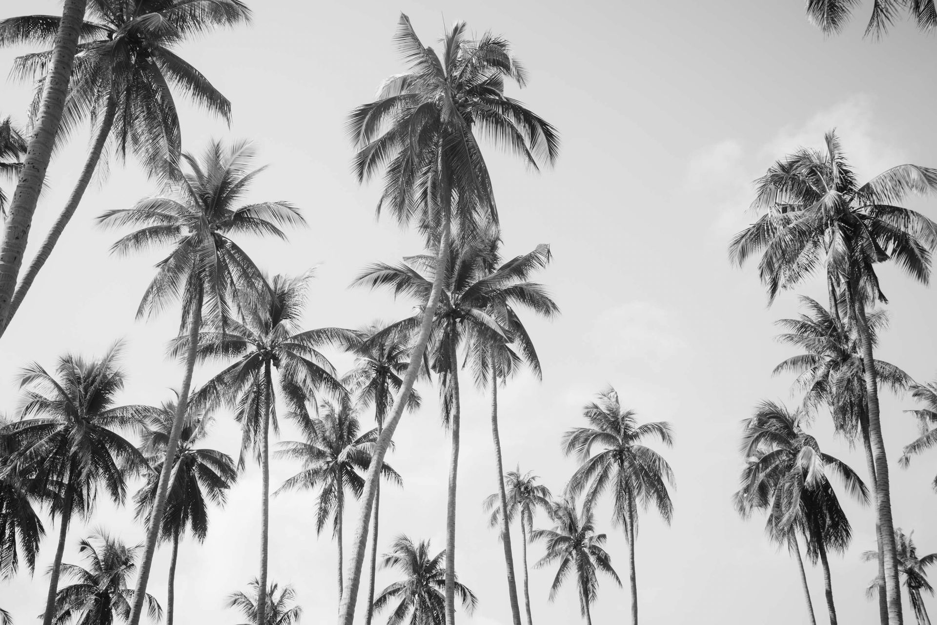 Palm trees in black and white  Photo Wallpaper
