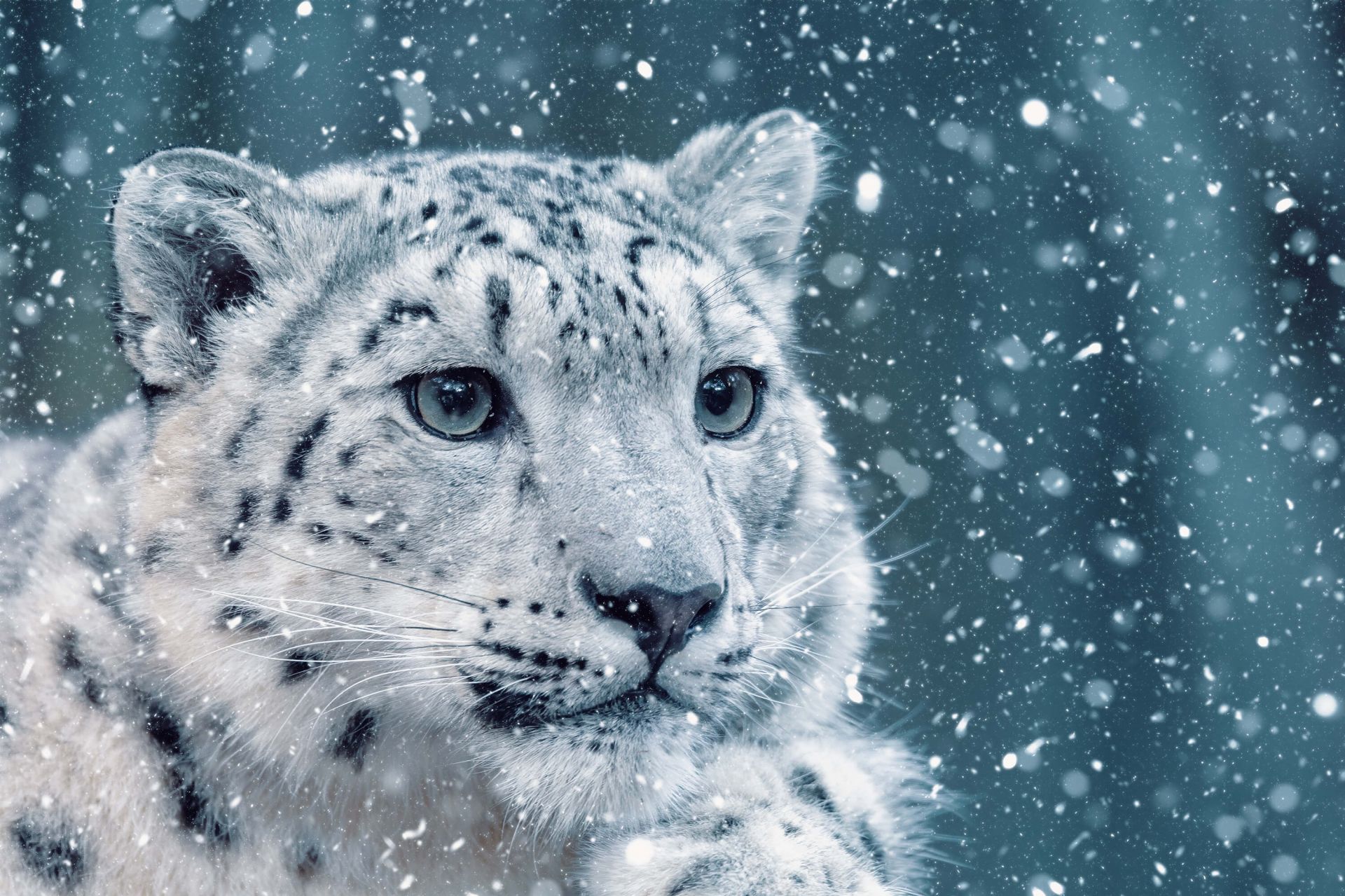 Snow Leopard Wallpaper
