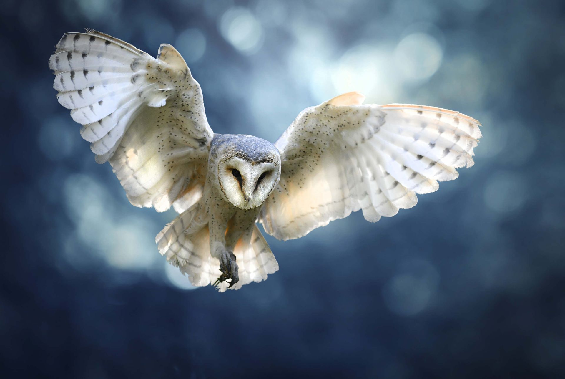 Owl Wallpapers | HD Wallpapers | ID #27045