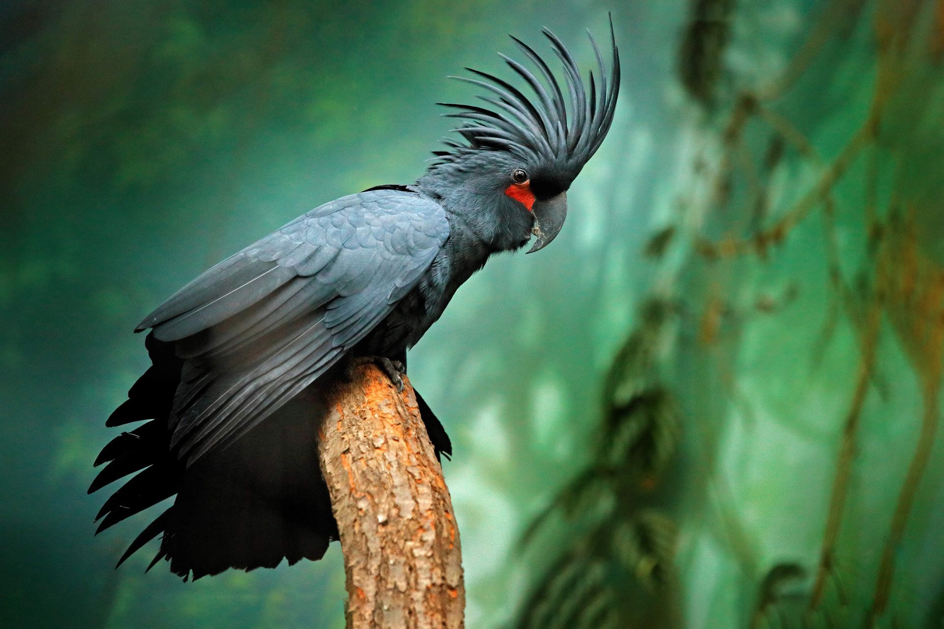 Cockatoo On Mint Wall Mural | Buy online at Europosters