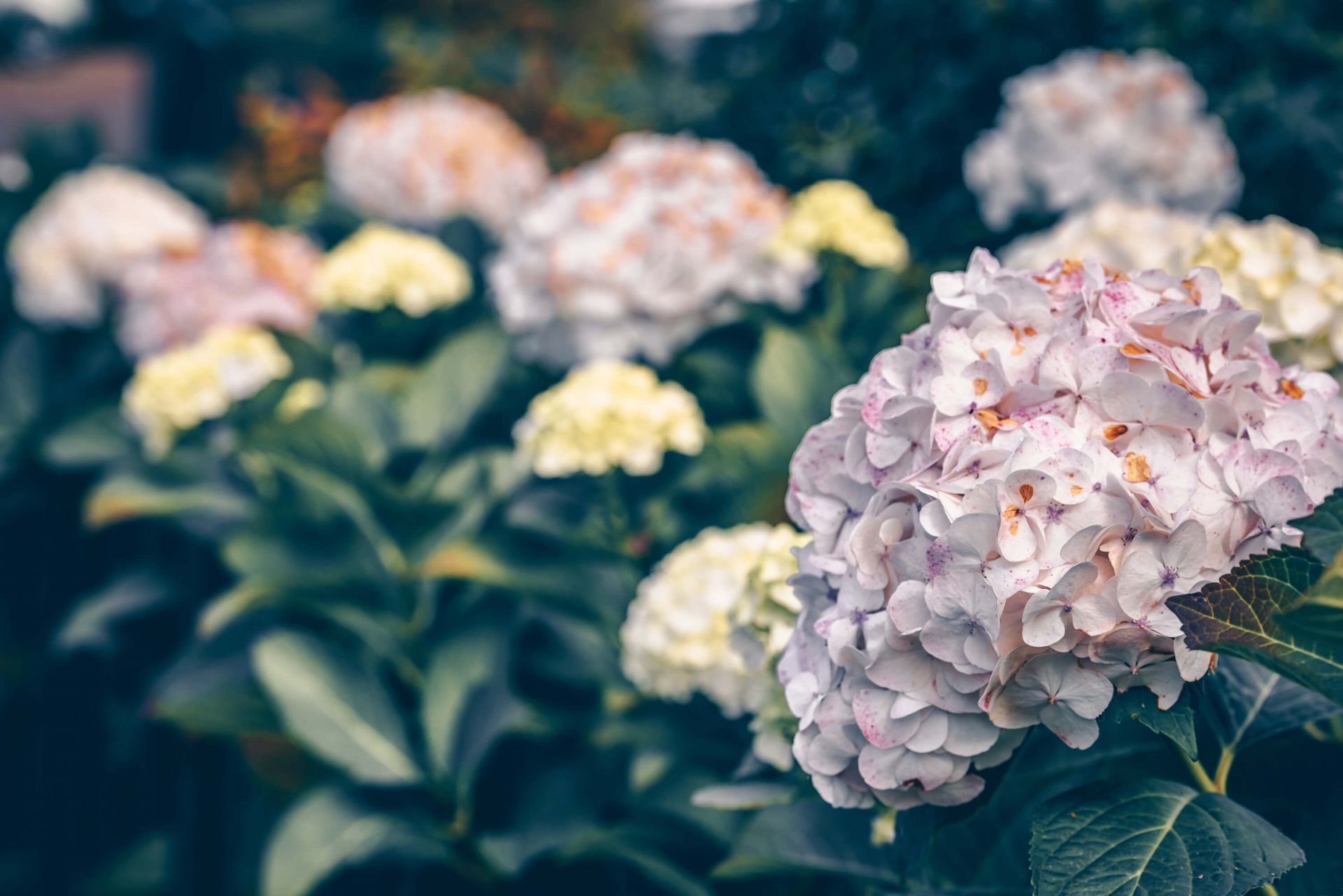 Hydrangea - Gray Wallcovering | Astek