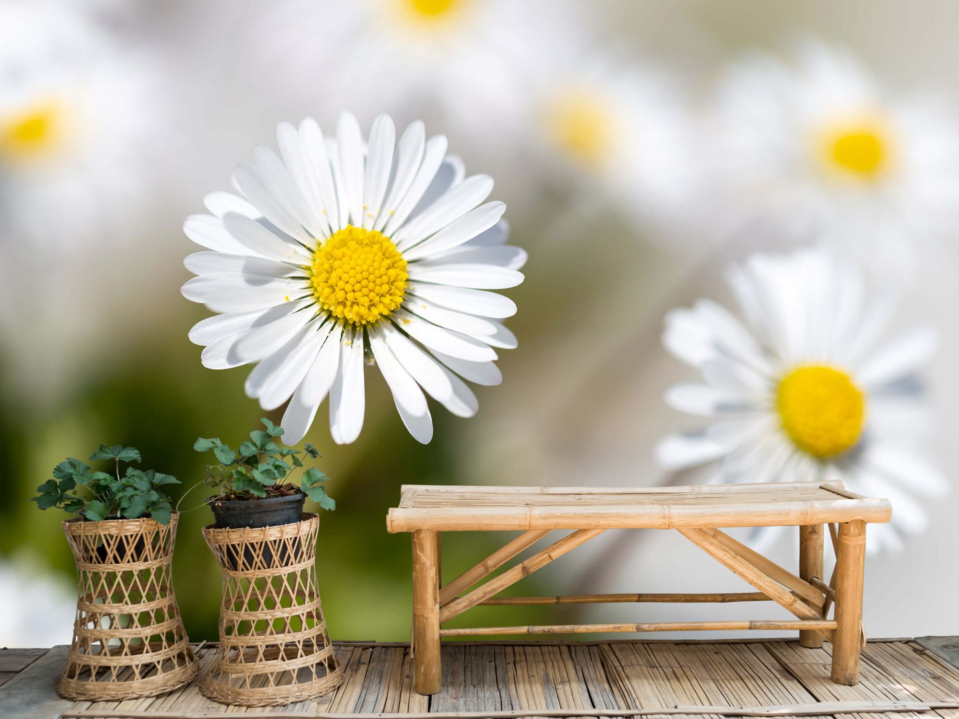 Daisies Wallpaper – The Novogratz