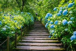 Stairs between hydrangeas - Wallpaper