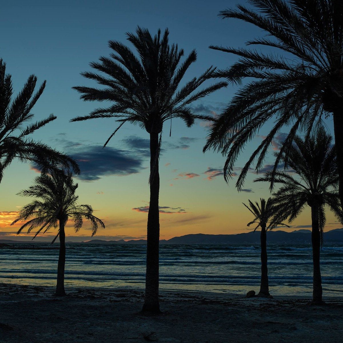 Palmen bei Sonnenuntergang