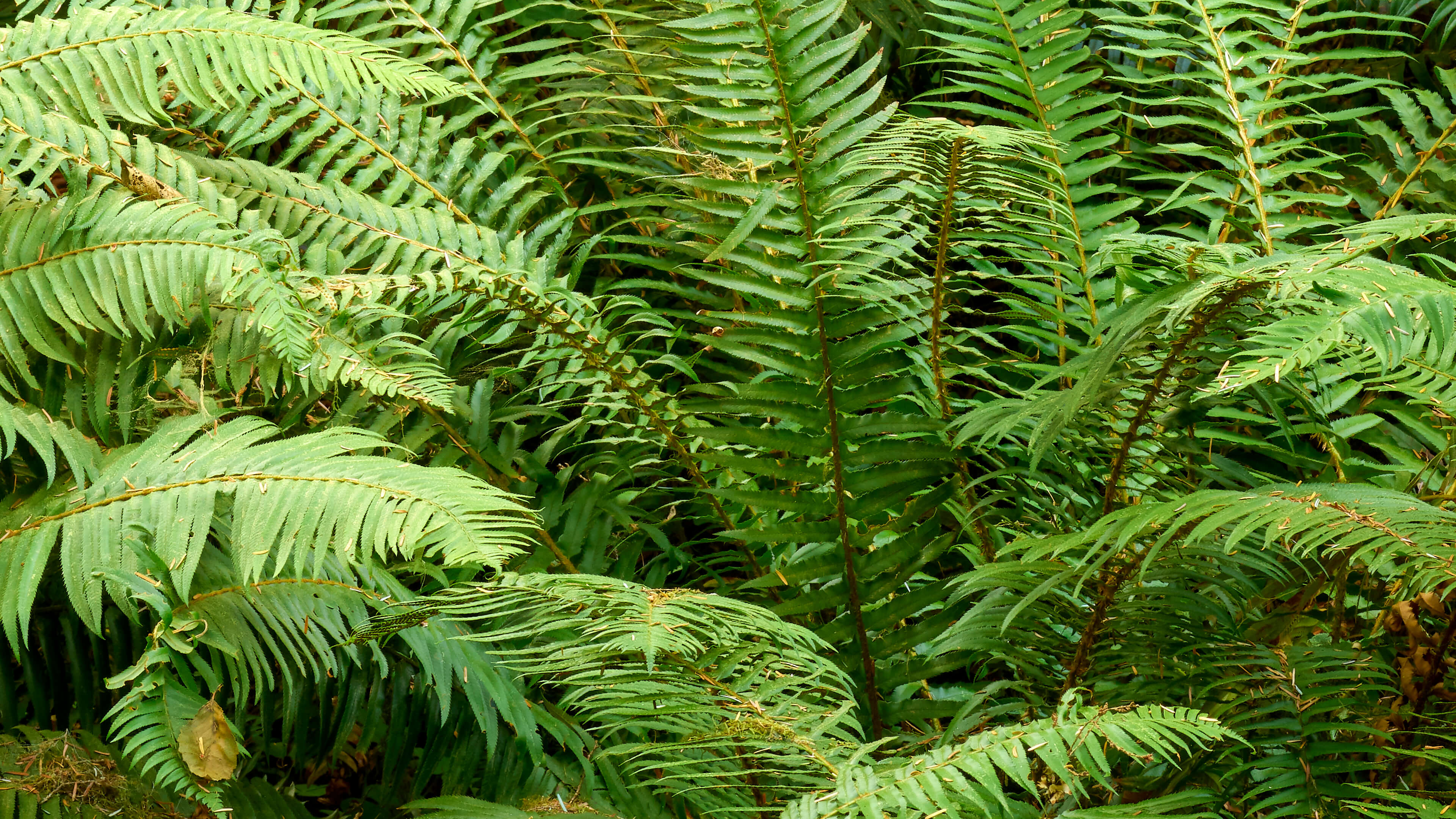 Green ferns - Photo Wallpaper