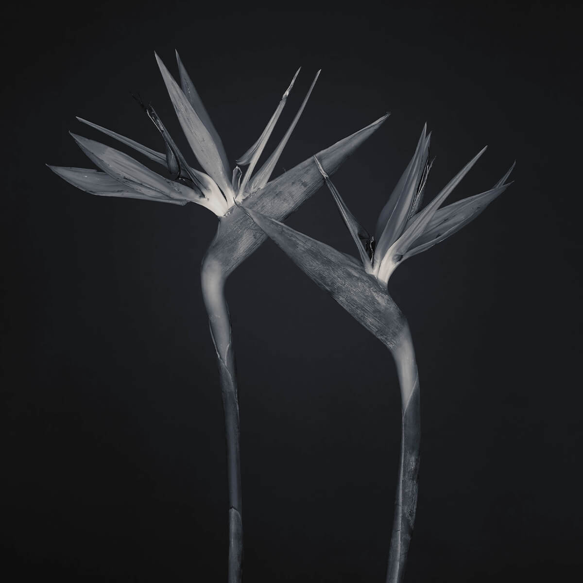 Paradiesvogel Blumen schwarz und weiß